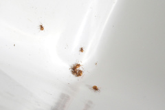 Niptus hololeucus
