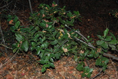 Beilschmiedia berteroana