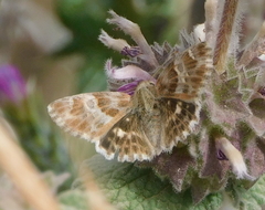 Muschampia baeticus