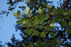 Beilschmiedia berteroana