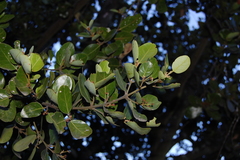 Beilschmiedia berteroana