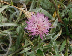 Centaurea pullata