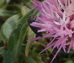 Acmaeoderini