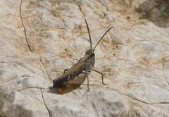 Chorthippus vagans