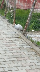 Felis catus