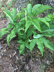 Pinellia pedatisecta