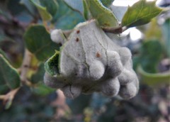 Dryomyia lichtensteinii