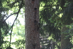 Dendrocopos major