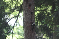 Dendrocopos major