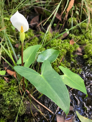 Peltandra sagittifolia