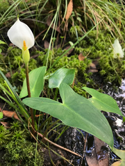 Peltandra sagittifolia