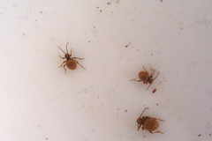 Niptus hololeucus