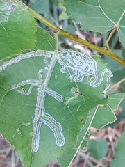 Phyllocnistis labyrinthella