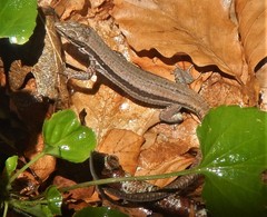 Podarcis muralis
