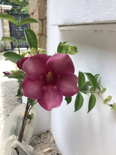Allamanda blanchetii iNat (3)