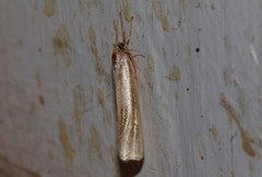 Ancylolomia simplella