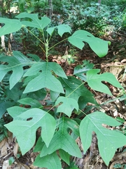 Liriodendron chinense