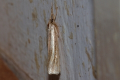 Ancylolomia simplella