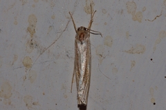 Ancylolomia simplella