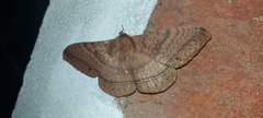 Lepidoptera