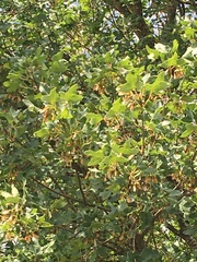 Acer monspessulanum