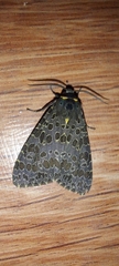 Lepidoptera