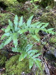 Polypodium macaronesicum azoricum