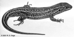 Liolaemus abdalai
