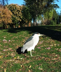 Nycticorax nycticorax