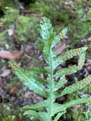 Polypodium macaronesicum azoricum