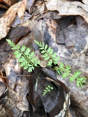 Cystopteris protrusa