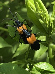 Desmocerus palliatus