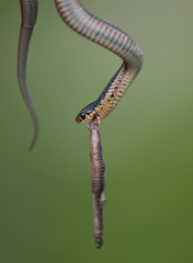 Thamnophis butleri