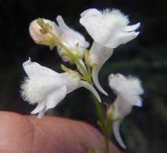 Linaria nivea