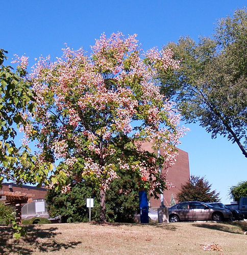 Chinese Flame Tree (LA Urban Forest Program) · NaturaLista