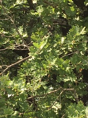 Quercus pubescens