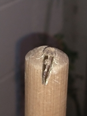 Chalcopasta