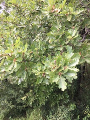 Quercus pubescens
