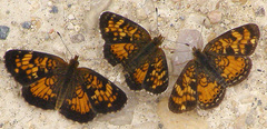 Phyciodes batesii