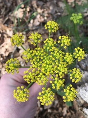 Lomatium klickitatense