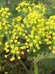 Lomatium klickitatense