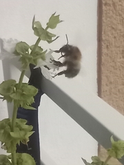 Bombus