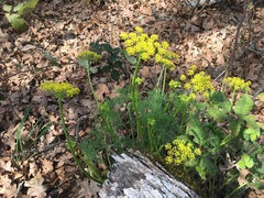 Lomatium klickitatense