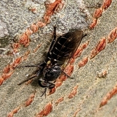 Atomosia puella