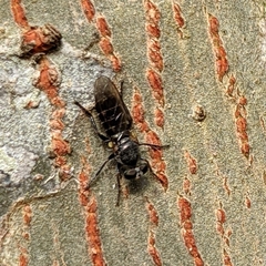 Atomosia puella