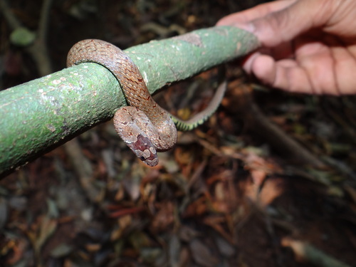 Malabar Brown Kukri Snake