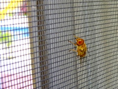 Copestylum sexmaculatum