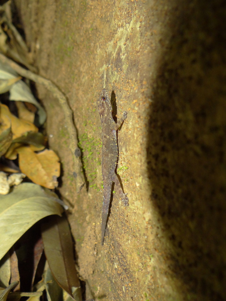 Kottiyoor Day Gecko