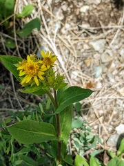 Oreochrysum parryi