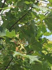 Acer pseudoplatanus